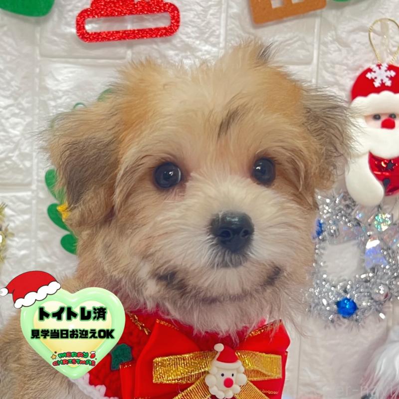 販売中の茨城県のミックス犬-418744