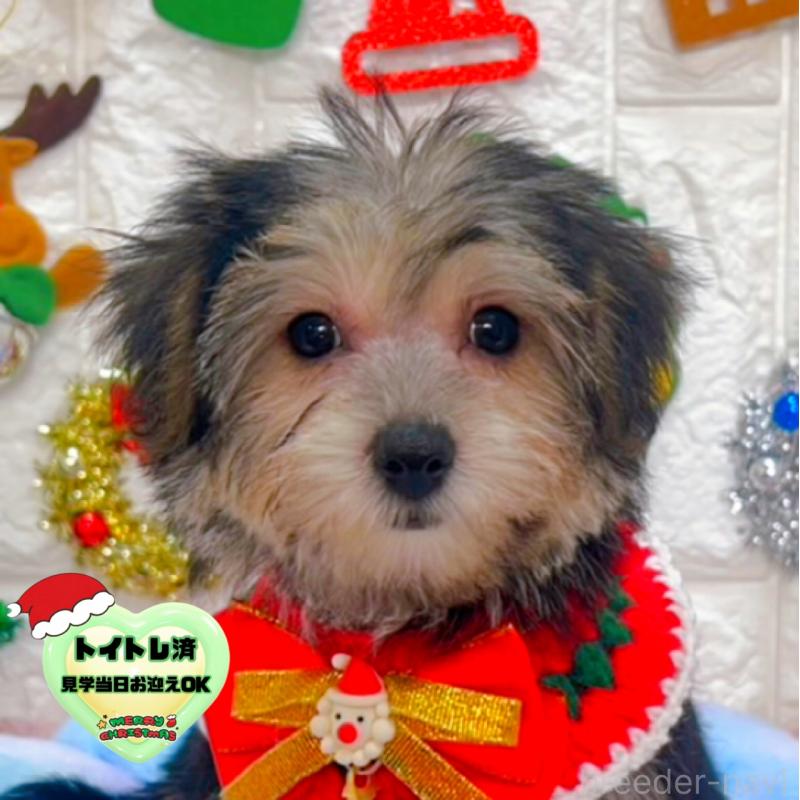 販売中の茨城県のミックス犬-418743