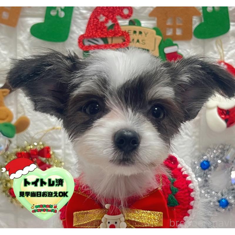 販売中の茨城県のチワマル:チワワ×マルチーズ-410816