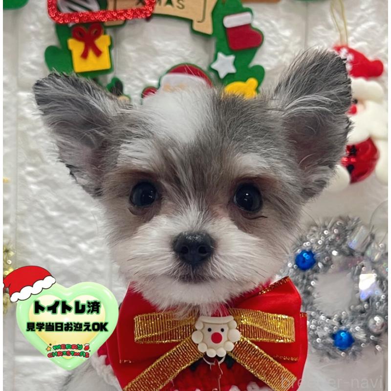 販売中の茨城県のチワマル:チワワ×マルチーズ-410817