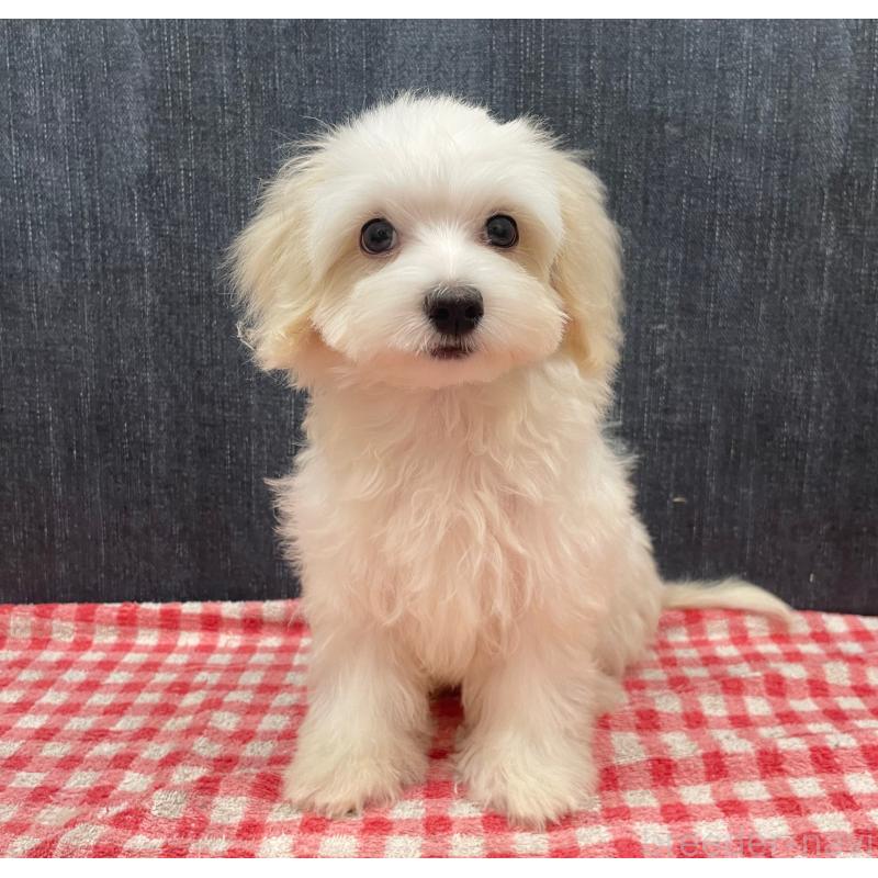 販売中の静岡県のマルプー:マルチーズ×トイプードル-424473の4枚目