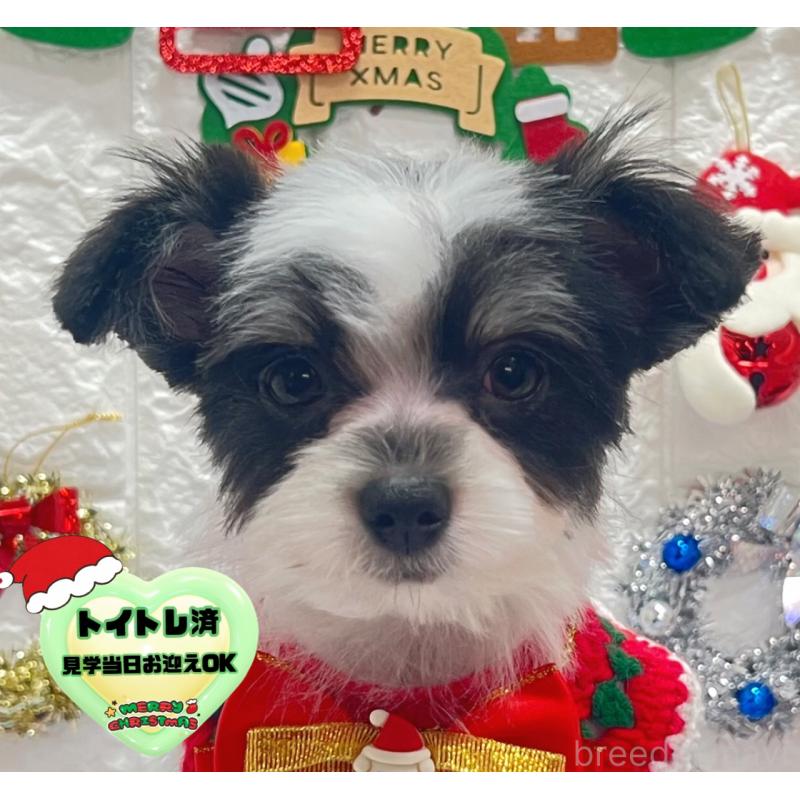 販売中の茨城県のチワマル:チワワ×マルチーズ-410815