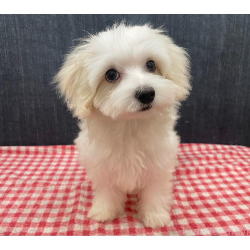 販売中の静岡県のマルプー:マルチーズ×トイプードル-424473の3枚目