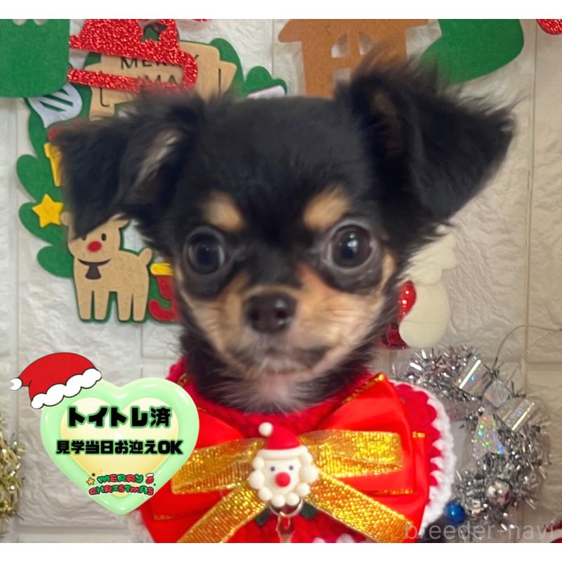 販売中の茨城県のチワワ(ロングコート)-418755