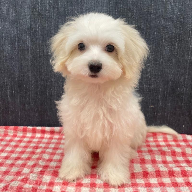 販売中の静岡県のマルプー:マルチーズ×トイプードル-424473の2枚目