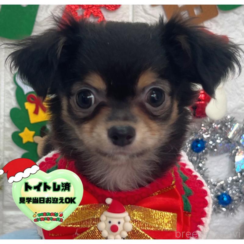 販売中の茨城県のチワワ(ロングコート)-418756