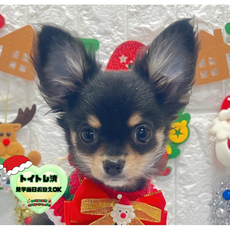 販売中の茨城県のチワワ(ロングコート)-418754