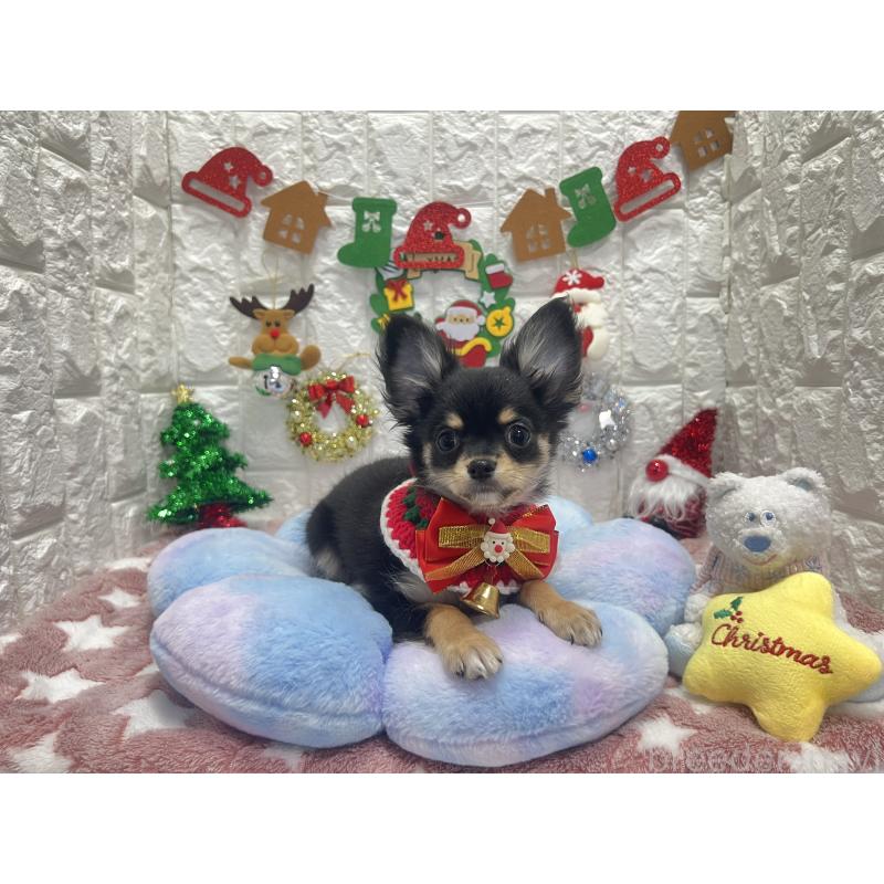 販売中の茨城県のチワワ(ロングコート)-418754の5枚目