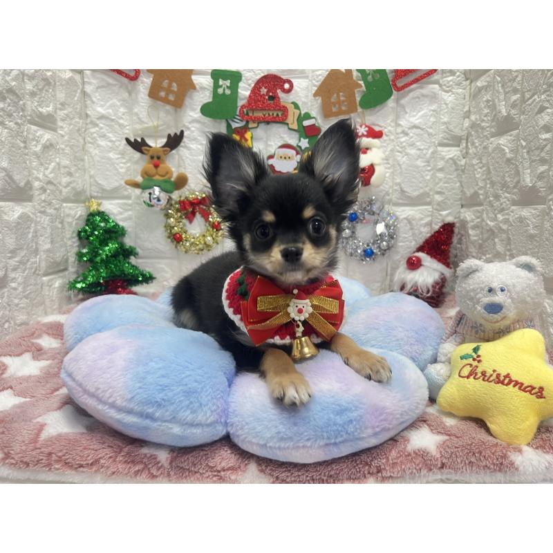 販売中の茨城県のチワワ(ロングコート)-418754の4枚目