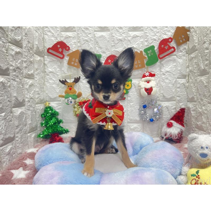 販売中の茨城県のチワワ(ロングコート)-418754の3枚目