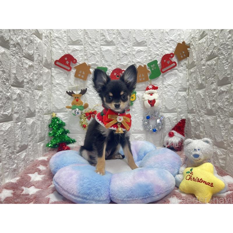 販売中の茨城県のチワワ(ロングコート)-418754の2枚目