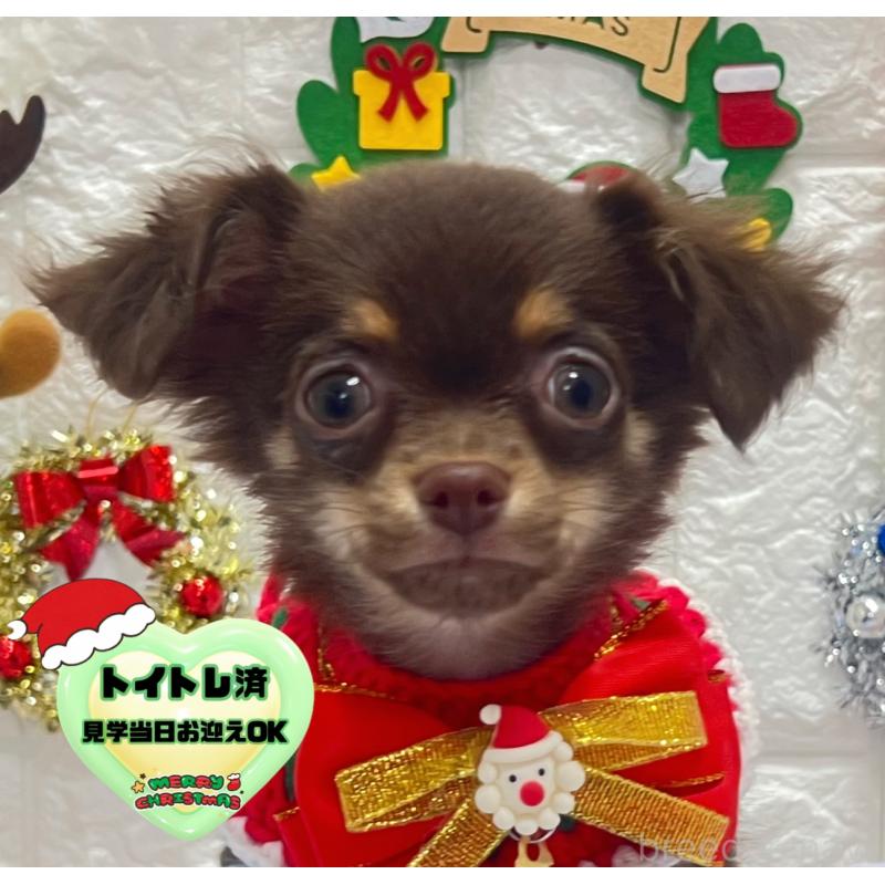 販売中の茨城県のチワワ(ロングコート)-431968の1枚目