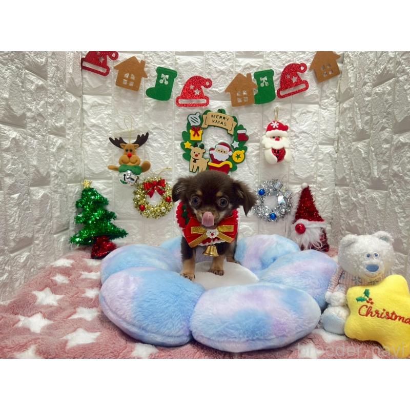 販売中の茨城県のチワワ(ロングコート)-431968の7枚目