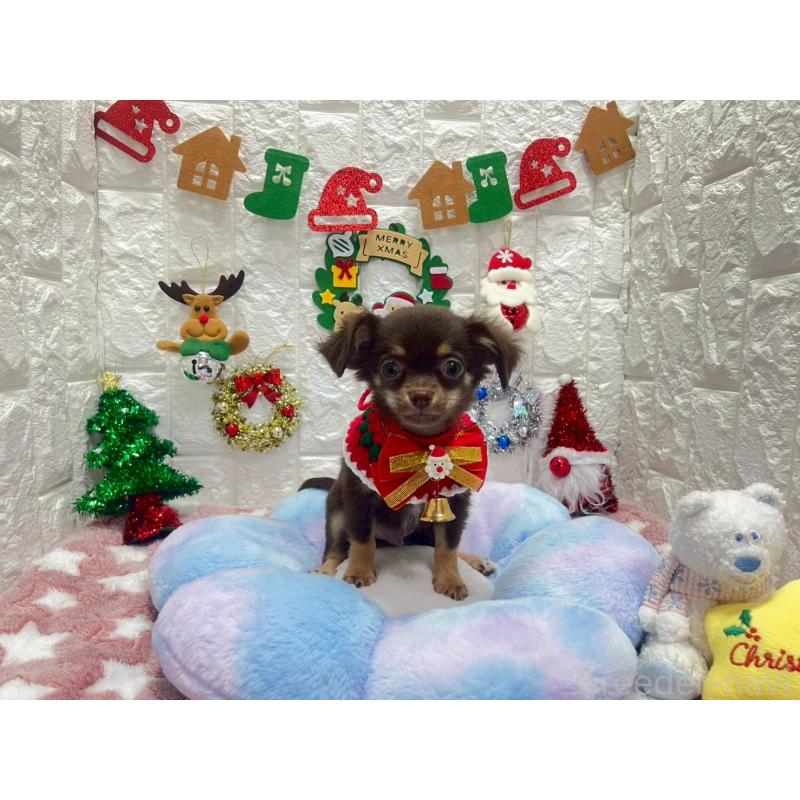 販売中の茨城県のチワワ(ロングコート)-431968の6枚目