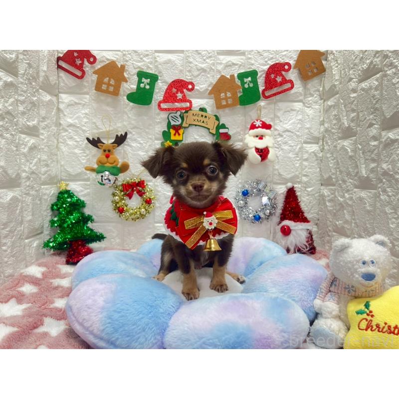 販売中の茨城県のチワワ(ロングコート)-431968の5枚目