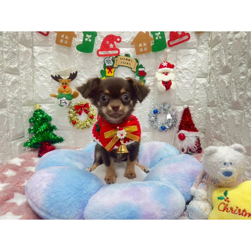 販売中の茨城県のチワワ(ロングコート)-431968の4枚目