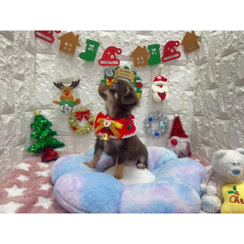 販売中の茨城県のチワワ(ロングコート)-431968の3枚目