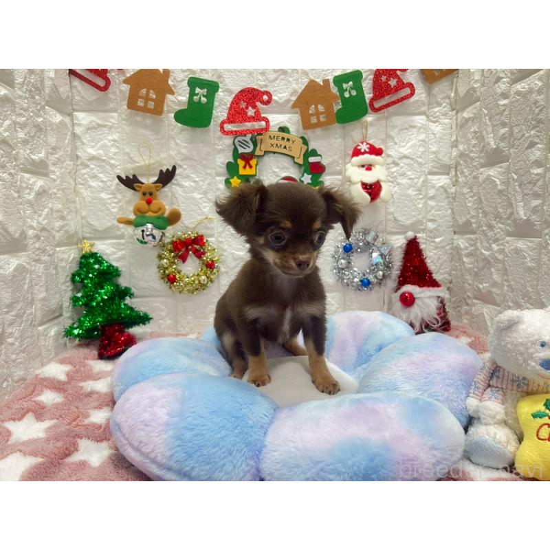 販売中の茨城県のチワワ(ロングコート)-431968の2枚目