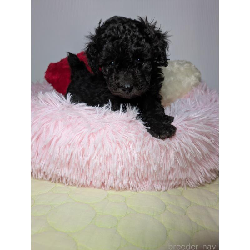 販売中の熊本県のトイプードル-431970の1枚目