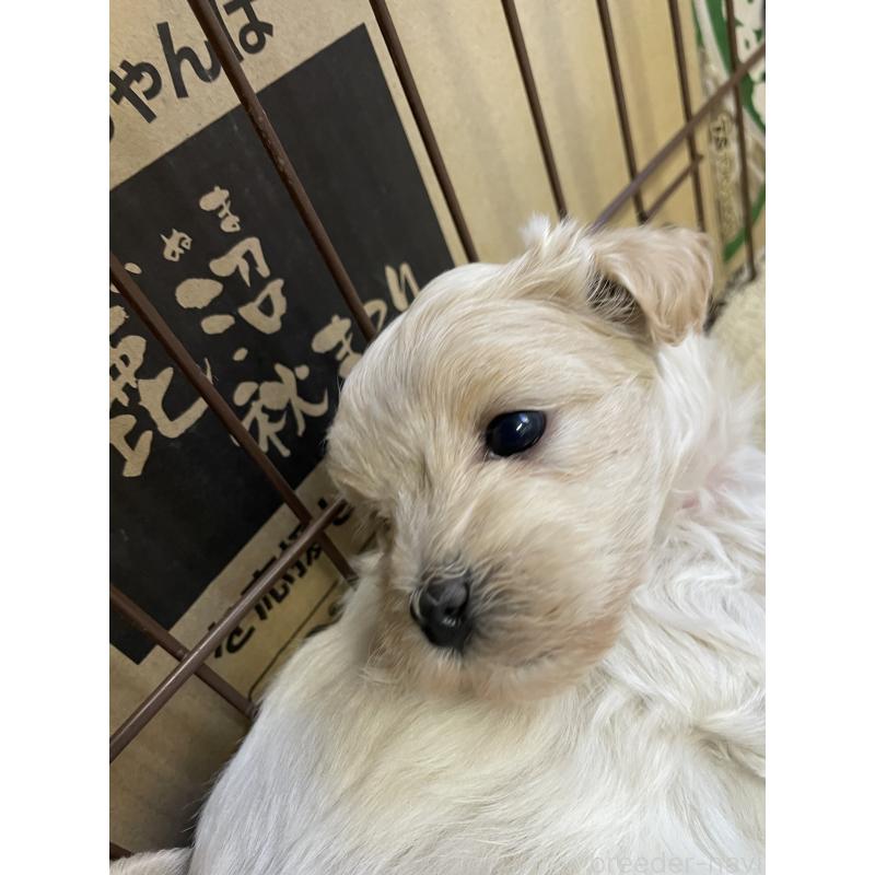 販売中の栃木県のミックス犬-424370