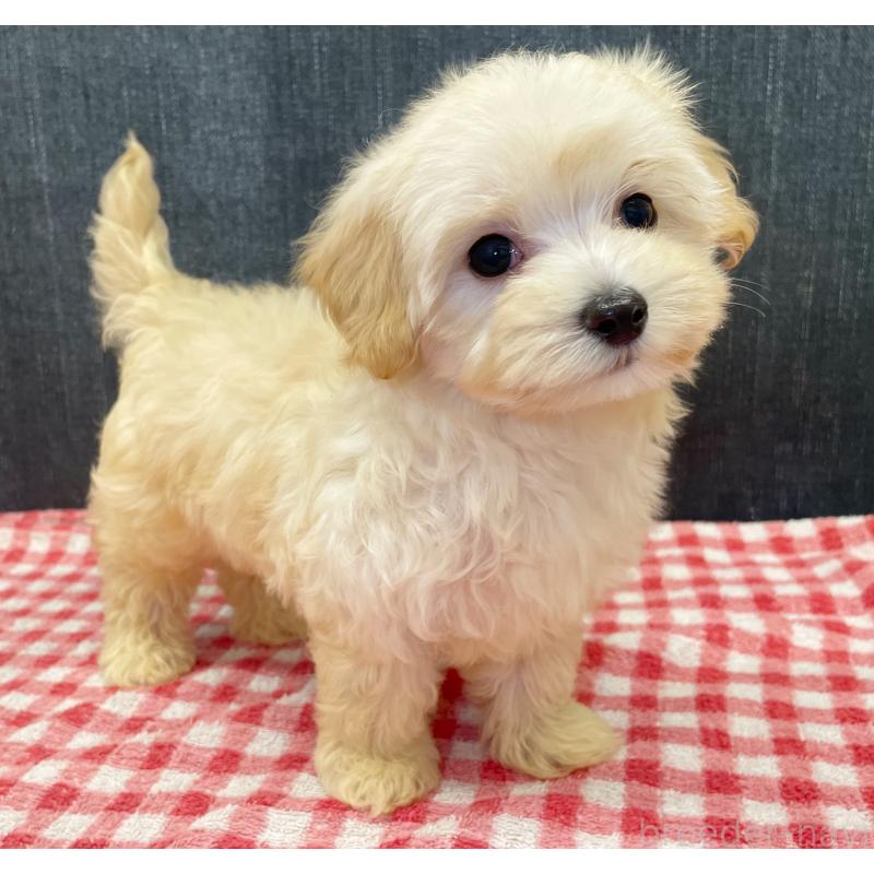 成約済の静岡県のマルプー:マルチーズ×トイプードル-430340の4枚目