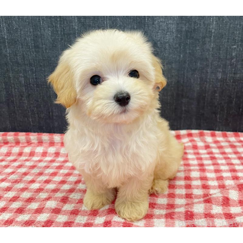 成約済の静岡県のマルプー:マルチーズ×トイプードル-430340の3枚目