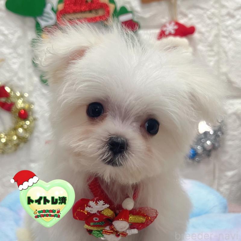 販売中の茨城県のマルチーズ-431969の1枚目