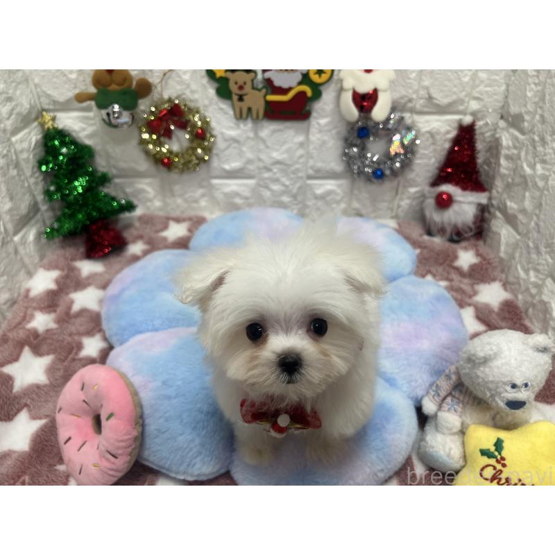 販売中の茨城県のマルチーズ-431969の8枚目