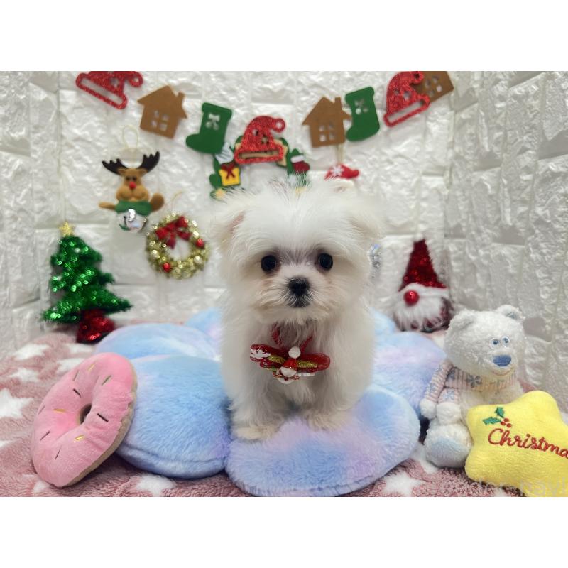 販売中の茨城県のマルチーズ-431969の7枚目