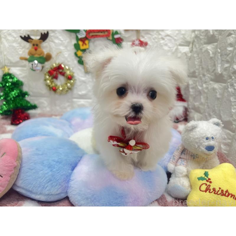 販売中の茨城県のマルチーズ-431969の6枚目