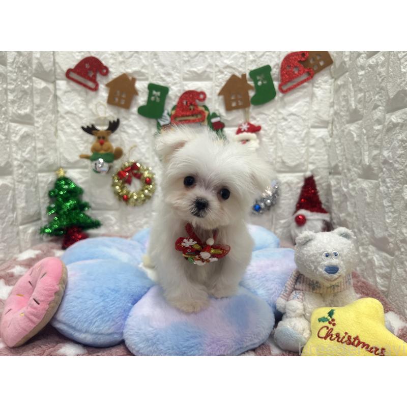 販売中の茨城県のマルチーズ-431969の5枚目