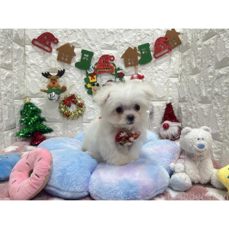 販売中の茨城県のマルチーズ-431969の4枚目