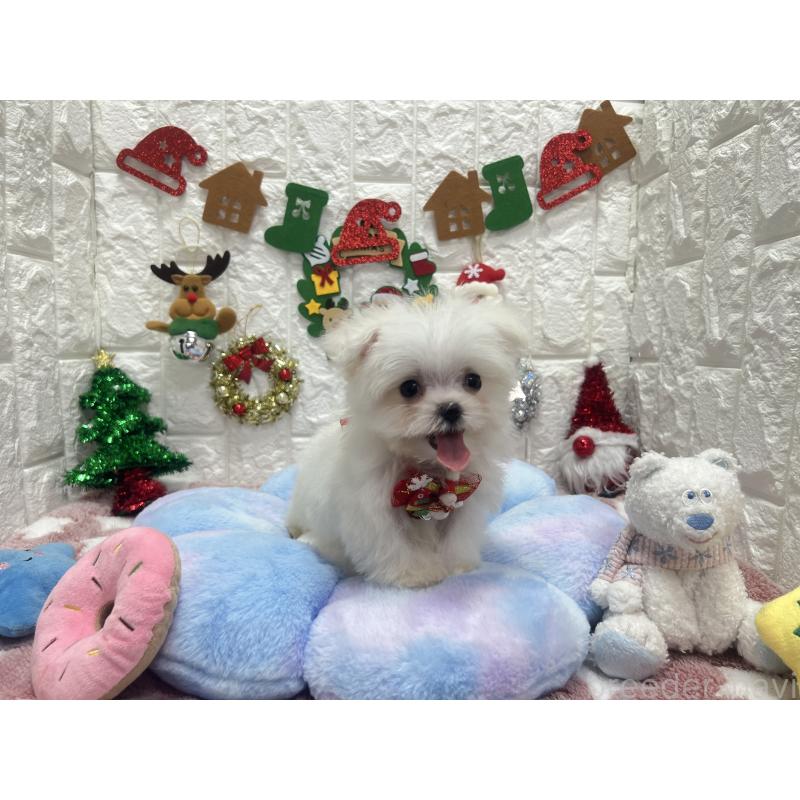 販売中の茨城県のマルチーズ-431969の3枚目