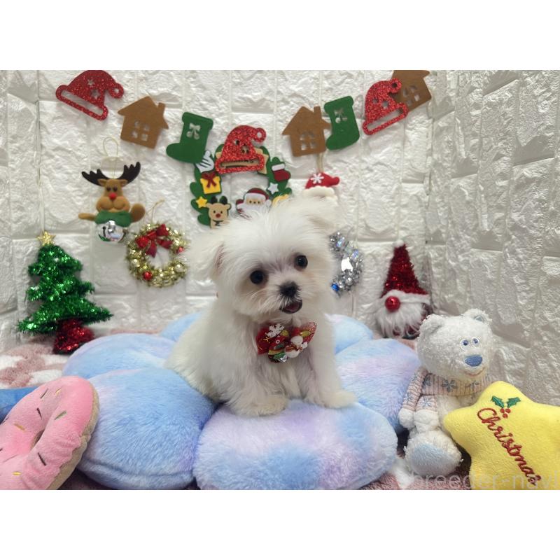 販売中の茨城県のマルチーズ-431969の2枚目