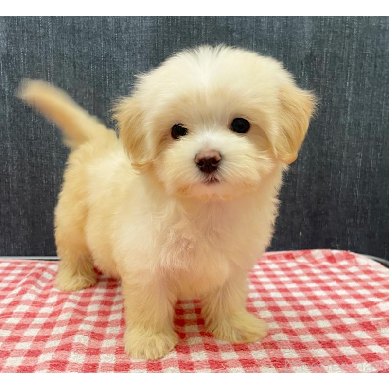 成約済の静岡県のマルプー:マルチーズ×トイプードル-430342の6枚目