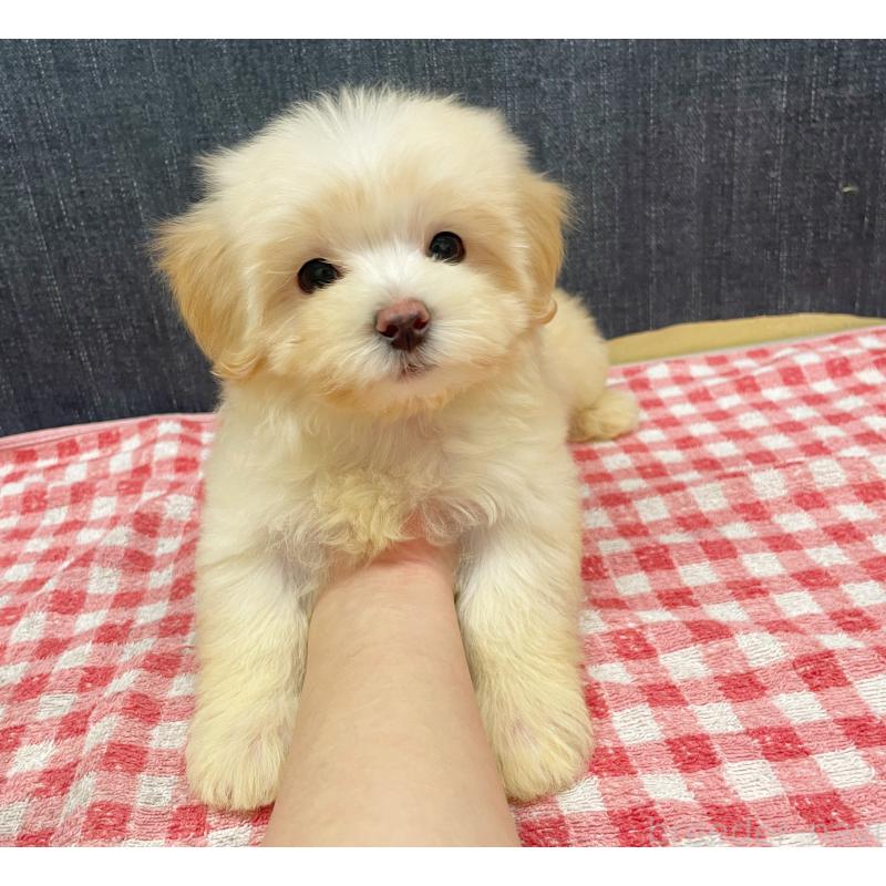 成約済の静岡県のマルプー:マルチーズ×トイプードル-430342の5枚目