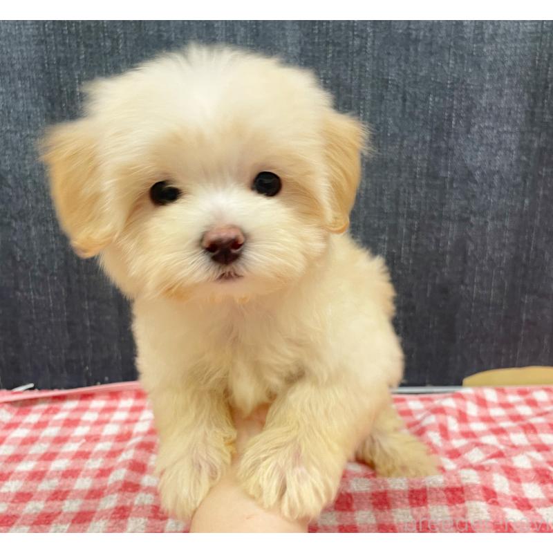 成約済の静岡県のマルプー:マルチーズ×トイプードル-430342の2枚目