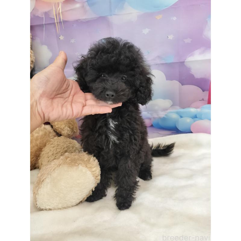 販売中の千葉県のタイニープードル-417636の5枚目