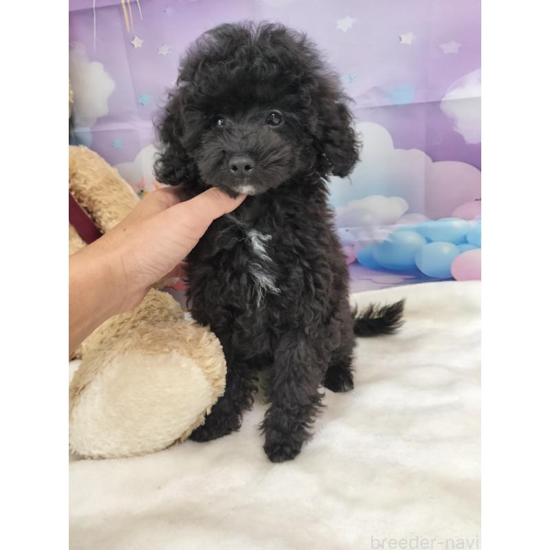 販売中の千葉県のタイニープードル-417636の4枚目