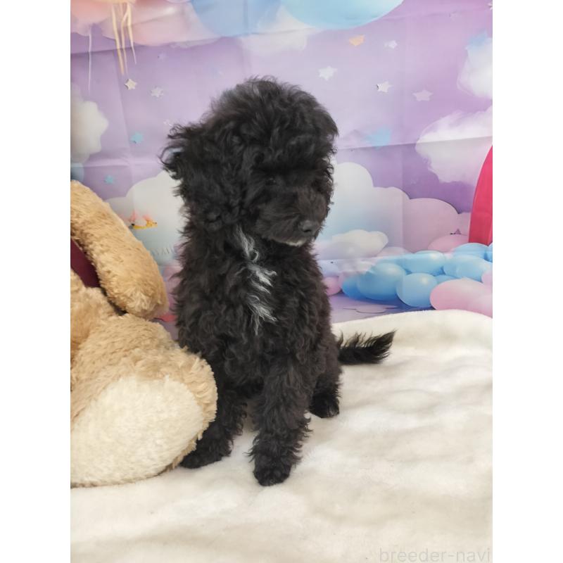 販売中の千葉県のタイニープードル-417636の3枚目