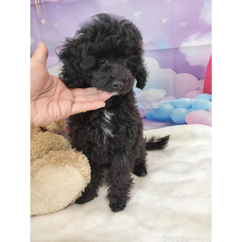 販売中の千葉県のタイニープードル-417636の2枚目