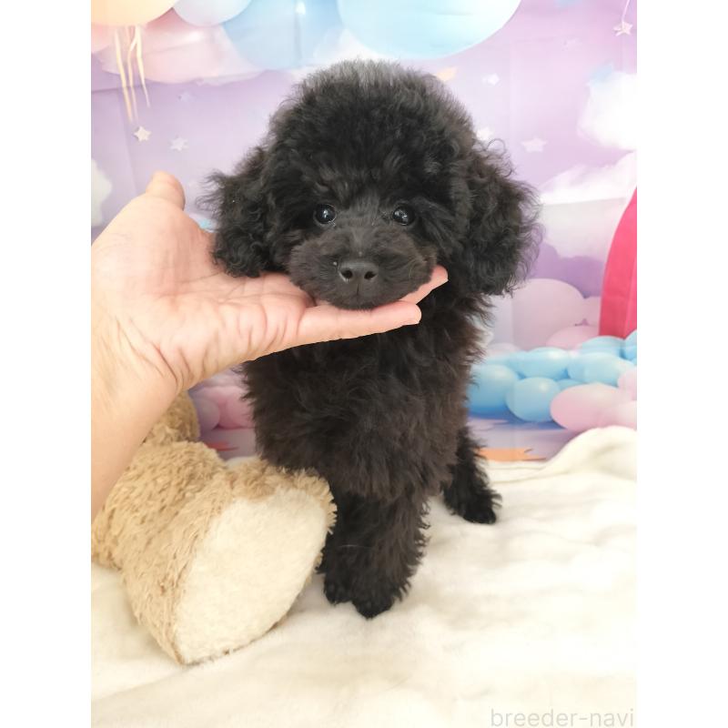 販売中の千葉県のタイニープードル-417607の7枚目