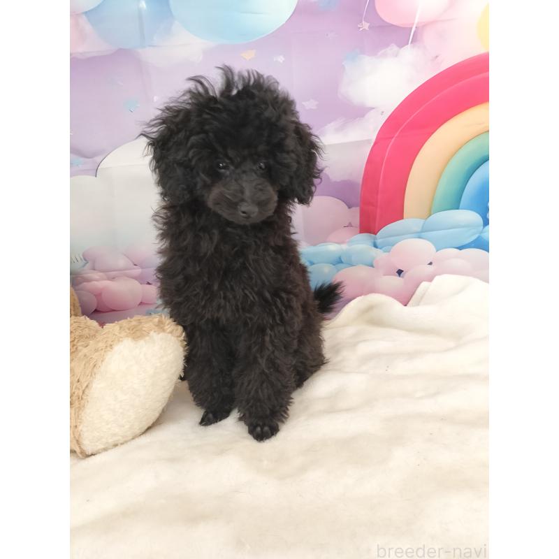 販売中の千葉県のタイニープードル-417607の6枚目