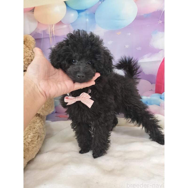 販売中の千葉県のタイニープードル-417607の5枚目