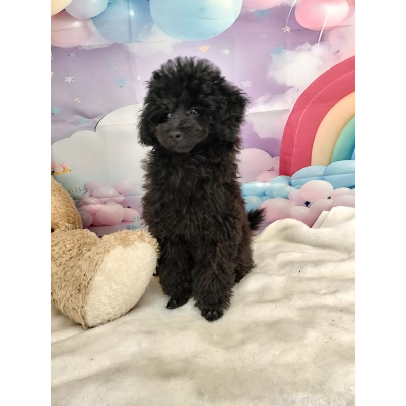 販売中の千葉県のタイニープードル-417607の4枚目