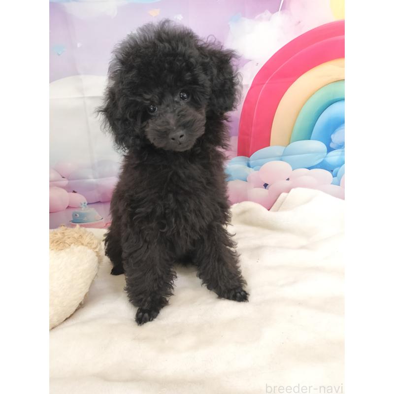 販売中の千葉県のタイニープードル-417607の3枚目