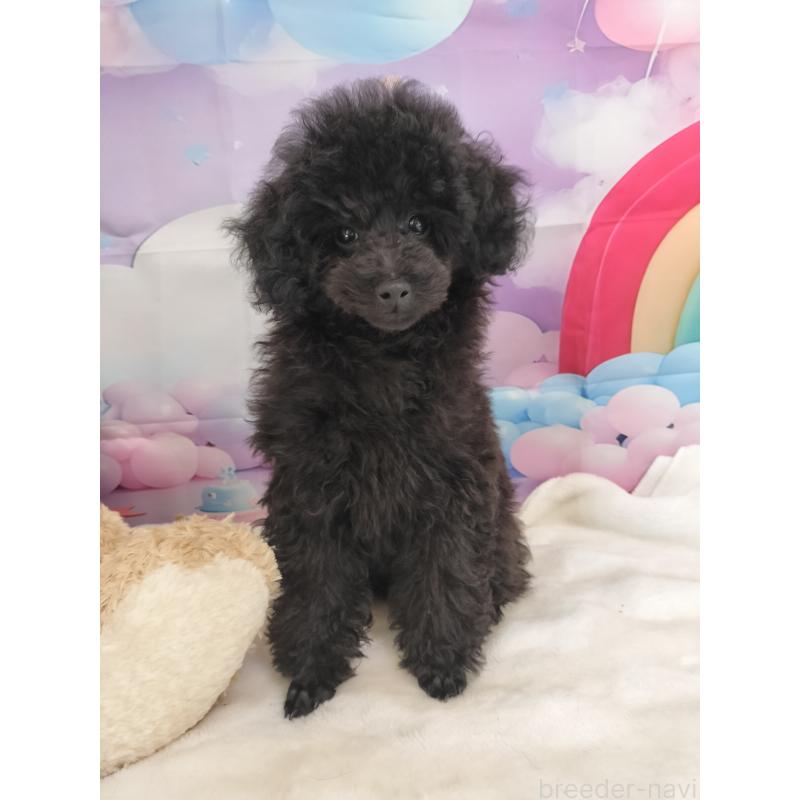 販売中の千葉県のタイニープードル-417607の2枚目