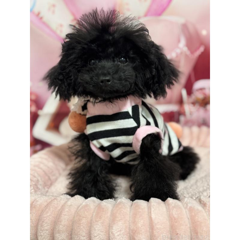 販売中の埼玉県のティーカッププードル-401319の2枚目