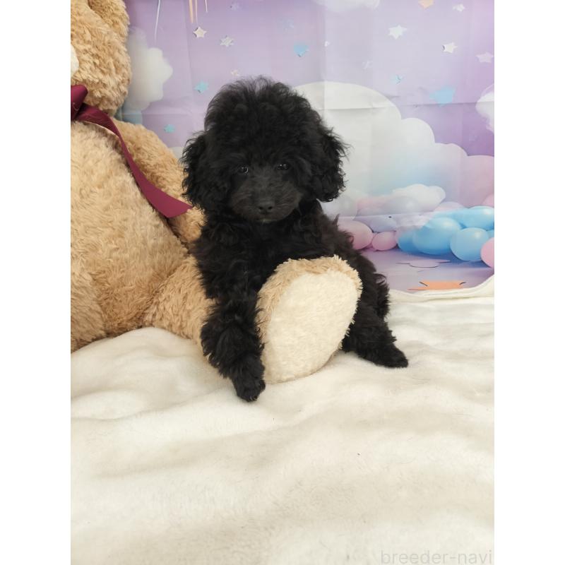 販売中の千葉県のタイニープードル-417633の4枚目