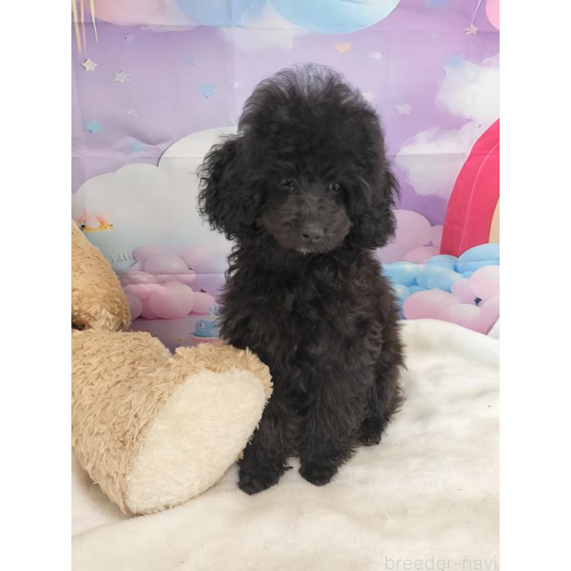 販売中の千葉県のタイニープードル-417633の3枚目